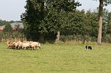 BORDER COLLIE - MOUTONS 025